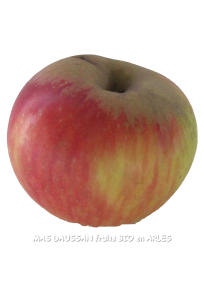 pomme reine des reinettes bio pommes demeter